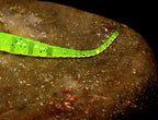 T-Tail Shrimp Soft Plastic Bait, 4 cm & 5 cm (1.6 & 2 in) – product photo