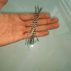 Grizzly Rooster Hackle Feathers for Fly Tying, Black & White – product photo