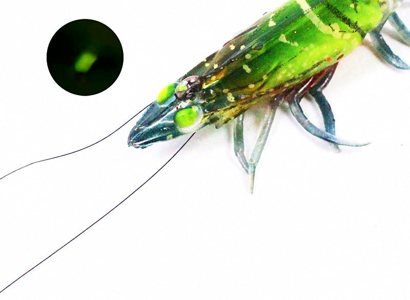 Weighted Jointed Shrimp Soft Bait, 8–12 cm (3.1–4.7 in) – product photo