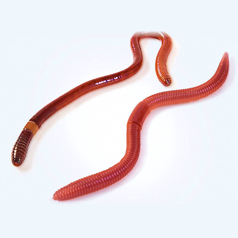 Soft Plastic Worm Lure, 96–120 mm (3.8–4.7 in)