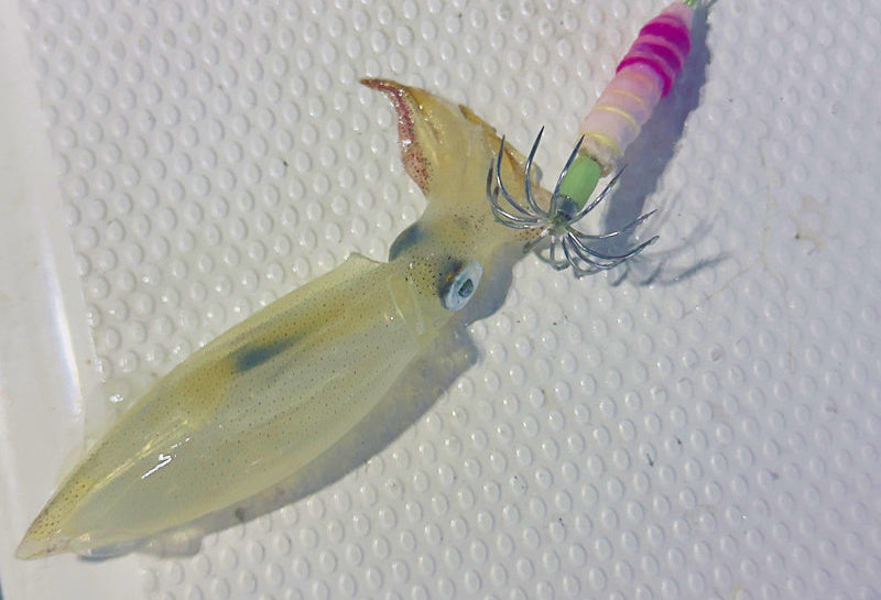 Anti-Tangle 4-Hook Fishing Rig, 2.1 m (6.9 ft), Clear Nylon – product photo