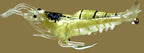 Soft Shrimp Lure with Hook, 4 cm (1.6 in), 1.3 g (0.05 oz) – product photo