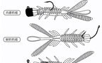 Soft Plastic Shrimp Lure, 5–7 cm (2–2.8 in), Multi-Pack – product photo