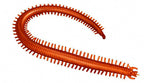 Soft Plastic Sandworm Lure, 12.5 cm (4.9 in), 2 g – product photo
