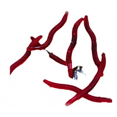Soft Worm Lure, 3.5 cm (1.4 in), Bulk