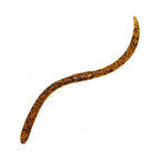 Slow-Sinking Noodle Worm, 13.5 cm (5.3 in) Wacky Rig Soft Bait