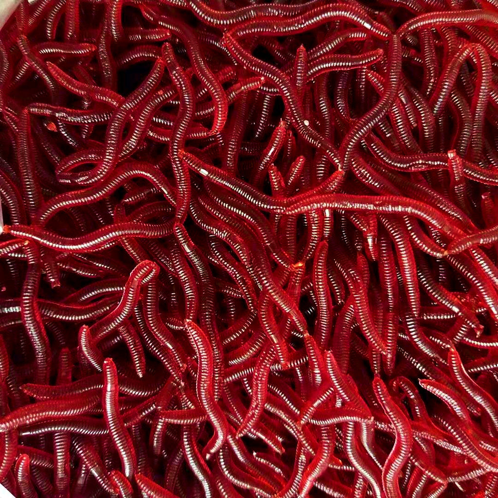 Red Earthworm Soft Bait, 50 or 100 Pack – option photo