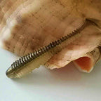 Curly Tail Grub Soft Baits, 3.5–7.5 cm (1.4–3 in), Pack – option photo
