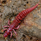 Floating Needle-Tail Soft Worm, 6.8 cm (2.7 in), 12 pcs – option photo